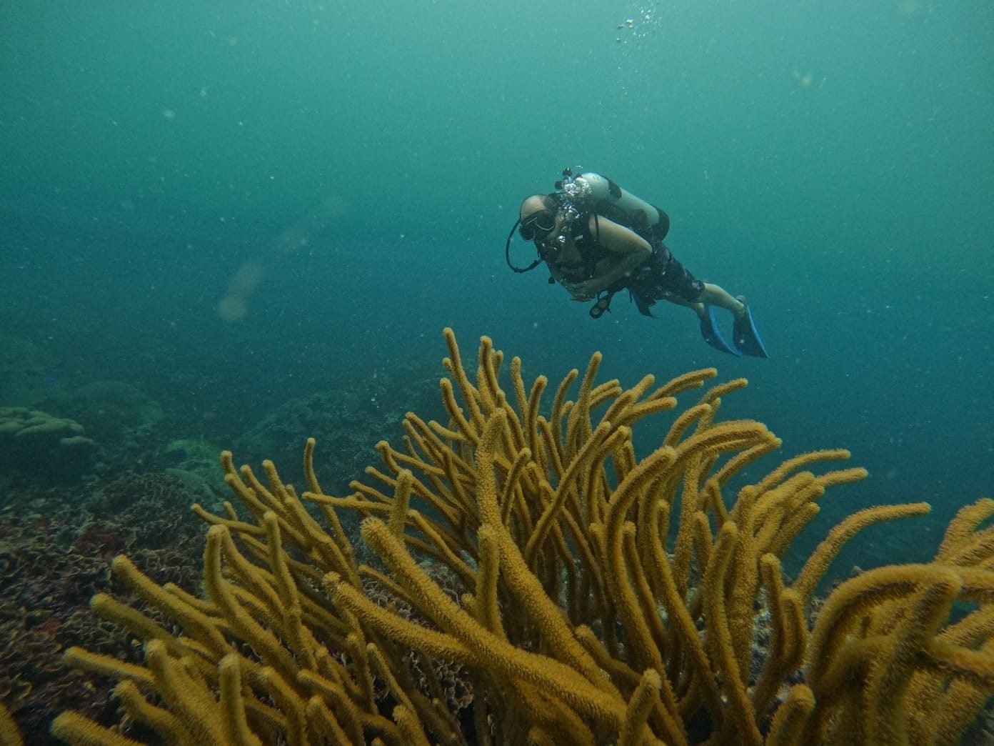 Buceo en Islas del Rosario – Coralina Island