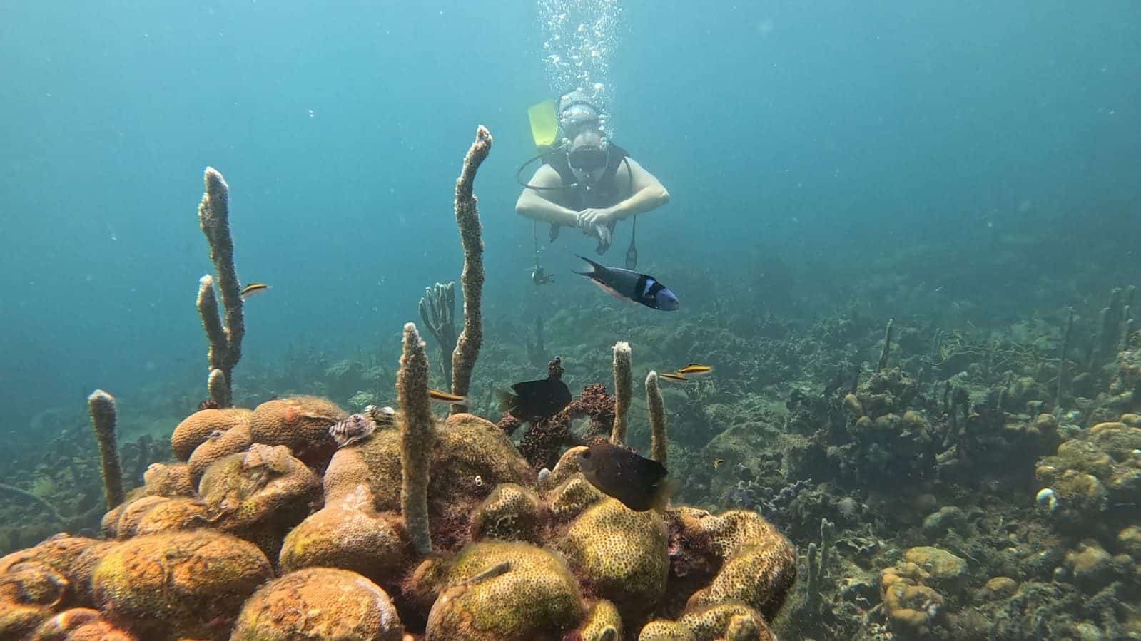 Buceo en Islas del Rosario – Coralina Island