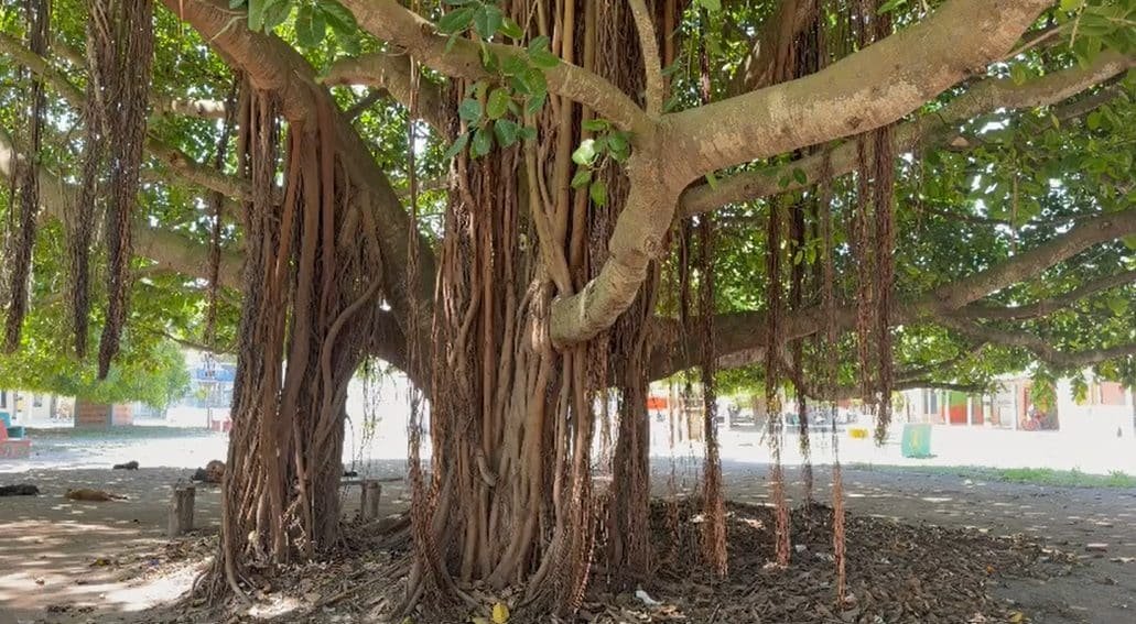 Recorrido por Isla Grande – Coralina Island