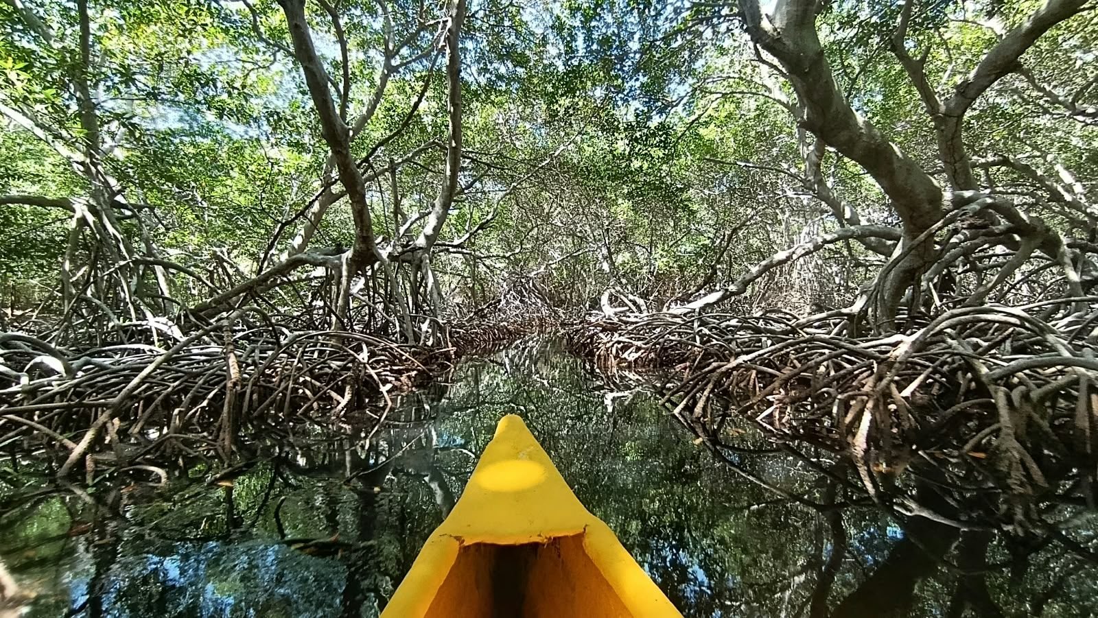 Kayak en los manglares – Coralina Island