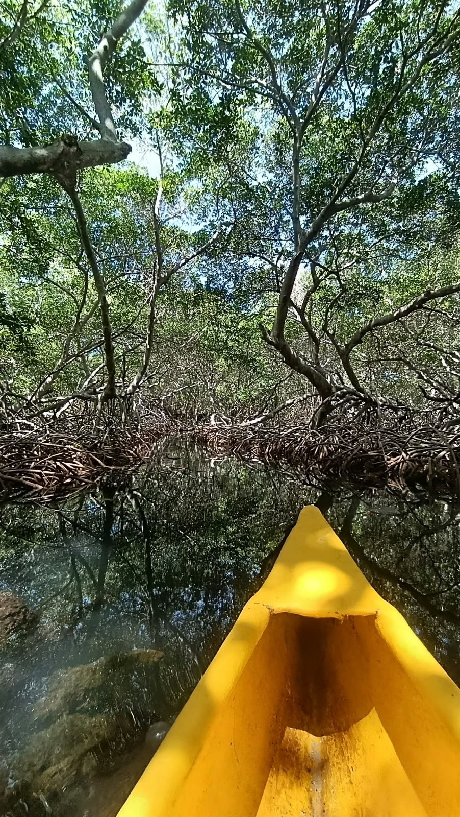Kayak en los manglares – Coralina Island
