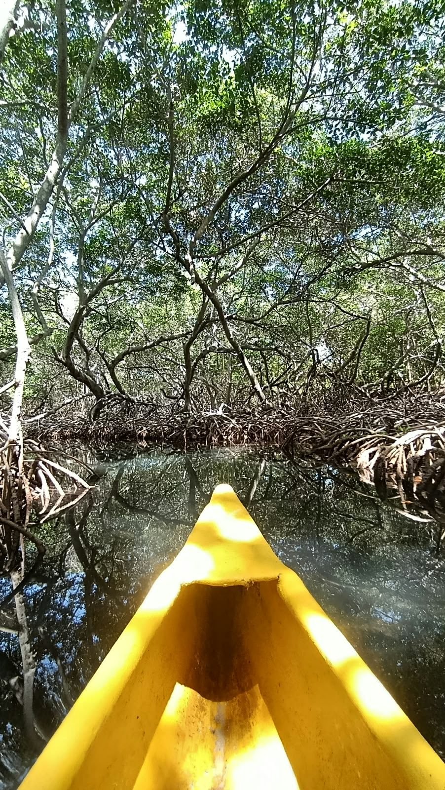 Kayak en los manglares – Coralina Island