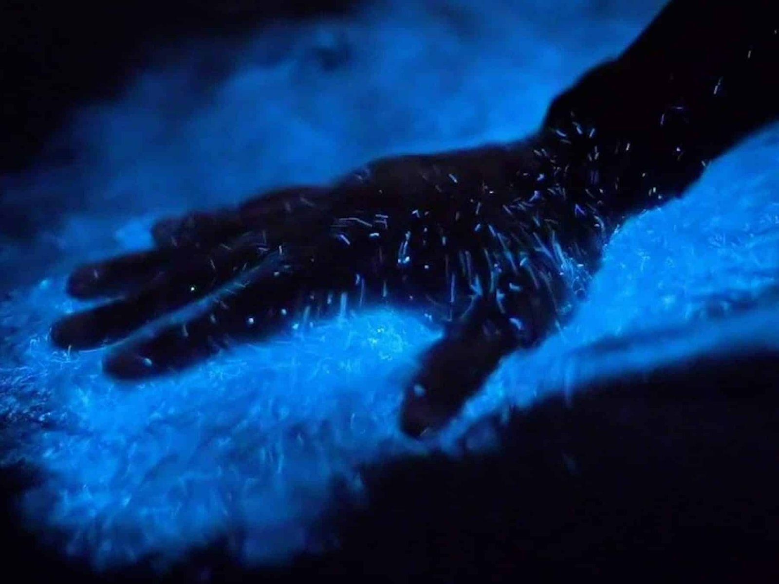 Plancton bioluminiscente – Coralina Island