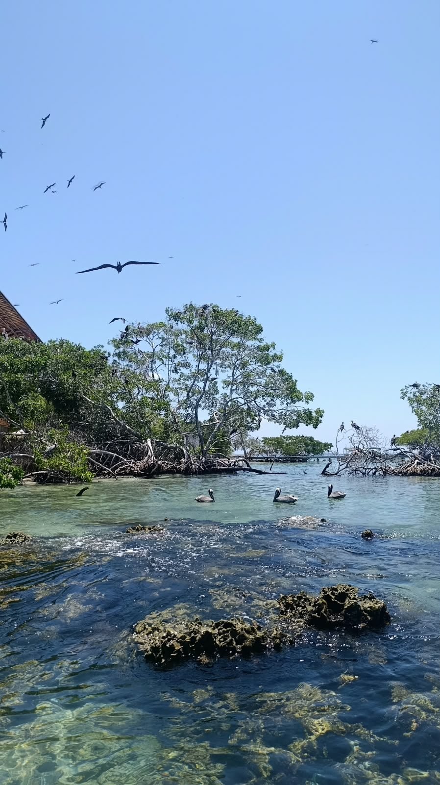Tour panorámico Islas del Rosario – Coralina Island