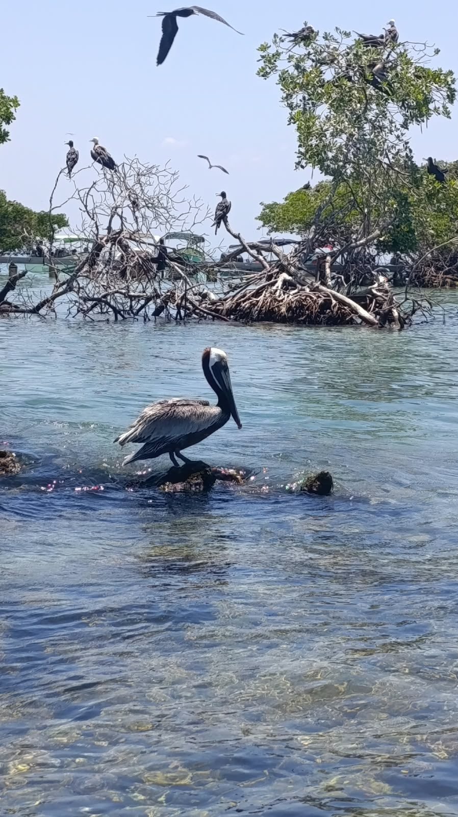 Tour panorámico Islas del Rosario – Coralina Island