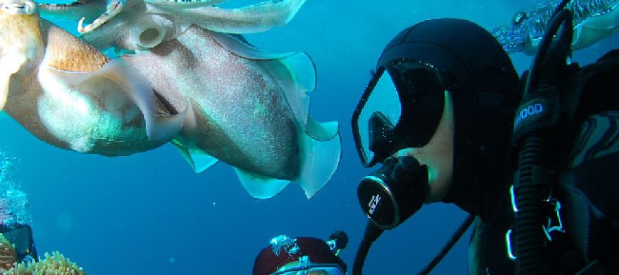 actividades islas del rosario